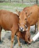 Giáo trình Chăn nuôi trâu bò (ĐH Nông nghiệp I HN) - Chương 2